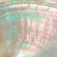 White Mother-Of-Pearl